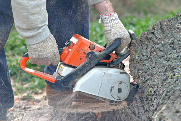 Best Commercial Tree Services  in Redland, AL